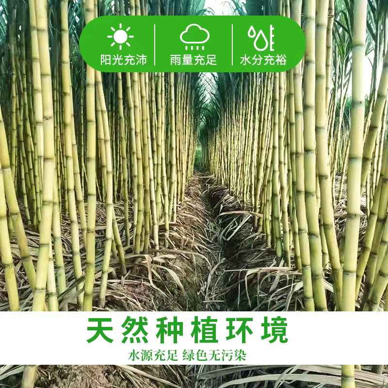 《黄皮甘蔗》山东聊城甘蔗/产地货源/价格实惠/欢迎来电