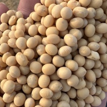 新疆黄豆，豆制品专用豆，