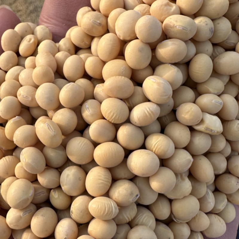 新疆黄豆，豆制品专用豆，