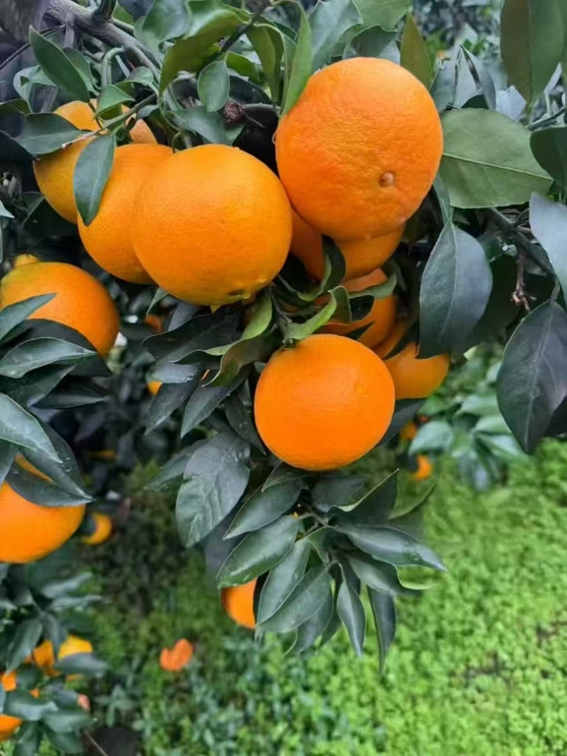 【推荐】爱媛果冻橙爱媛橙产地一手货源现摘现发