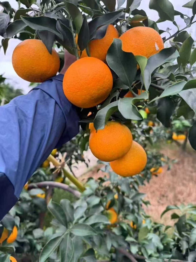 【推荐】爱媛果冻橙爱媛橙产地一手货源现摘现发