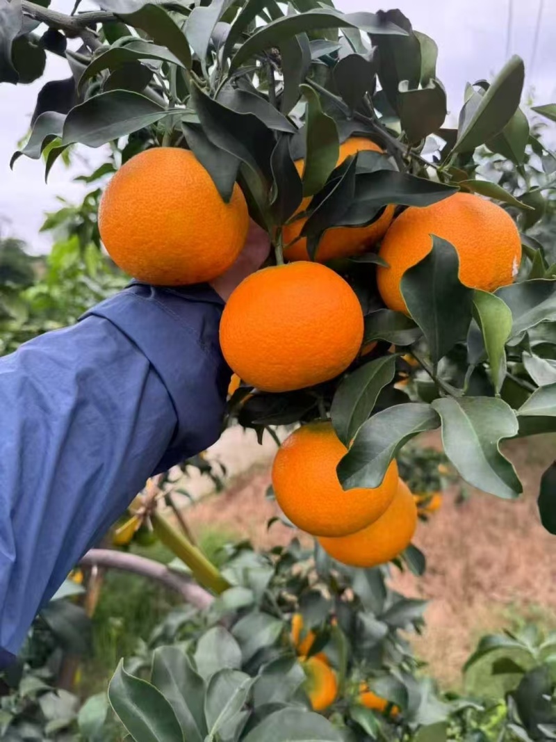 【推荐】爱媛果冻橙爱媛橙产地一手货源现摘现发