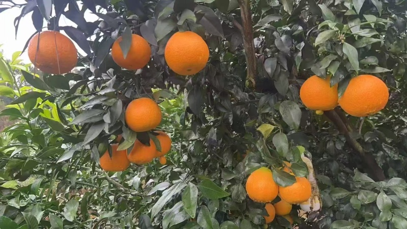 【推荐】爱媛果冻橙爱媛橙产地一手货源现摘现发