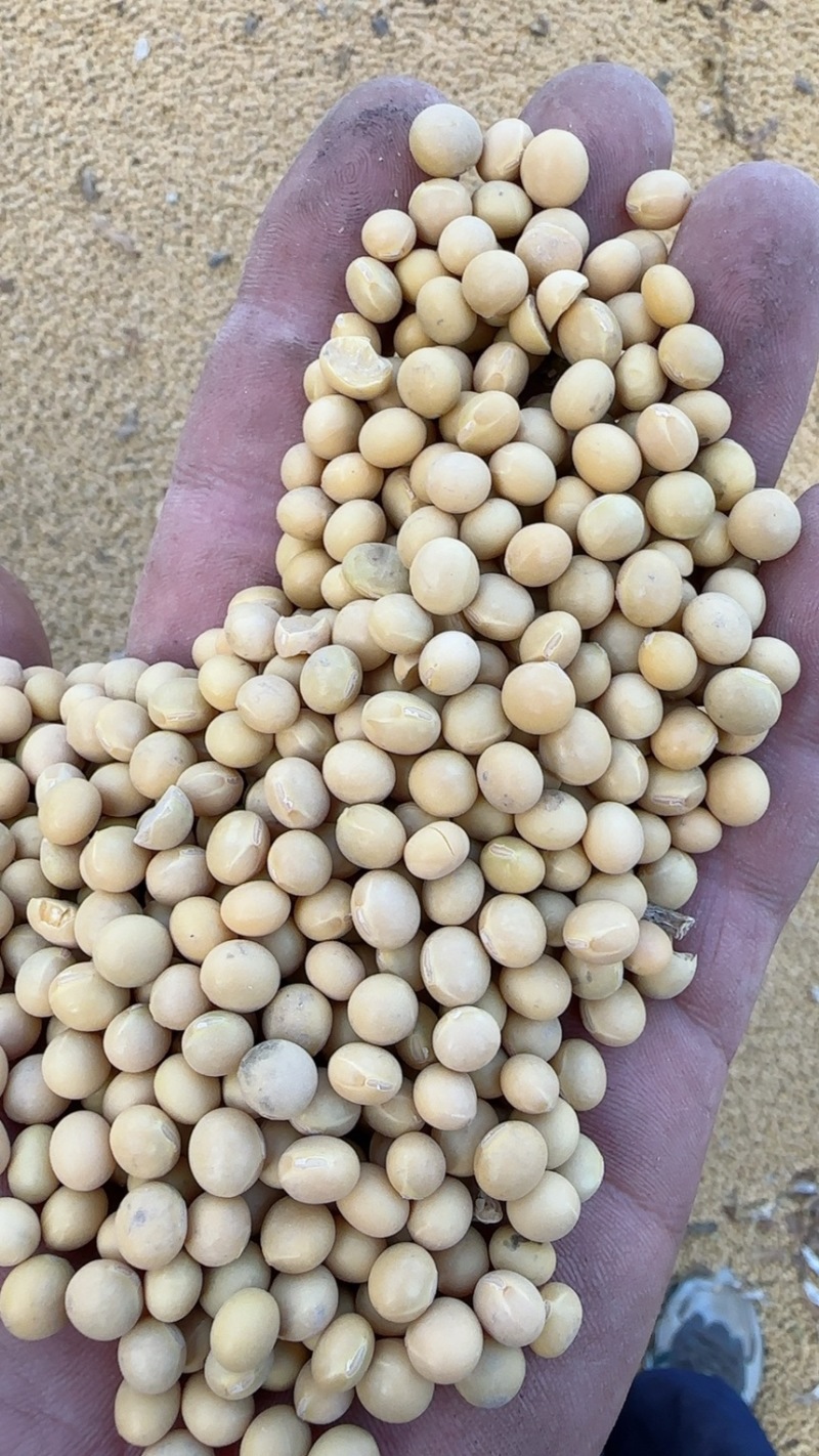 新疆黄豆，豆制品专用豆，