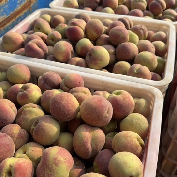 芽变蜜桃🍑上市中