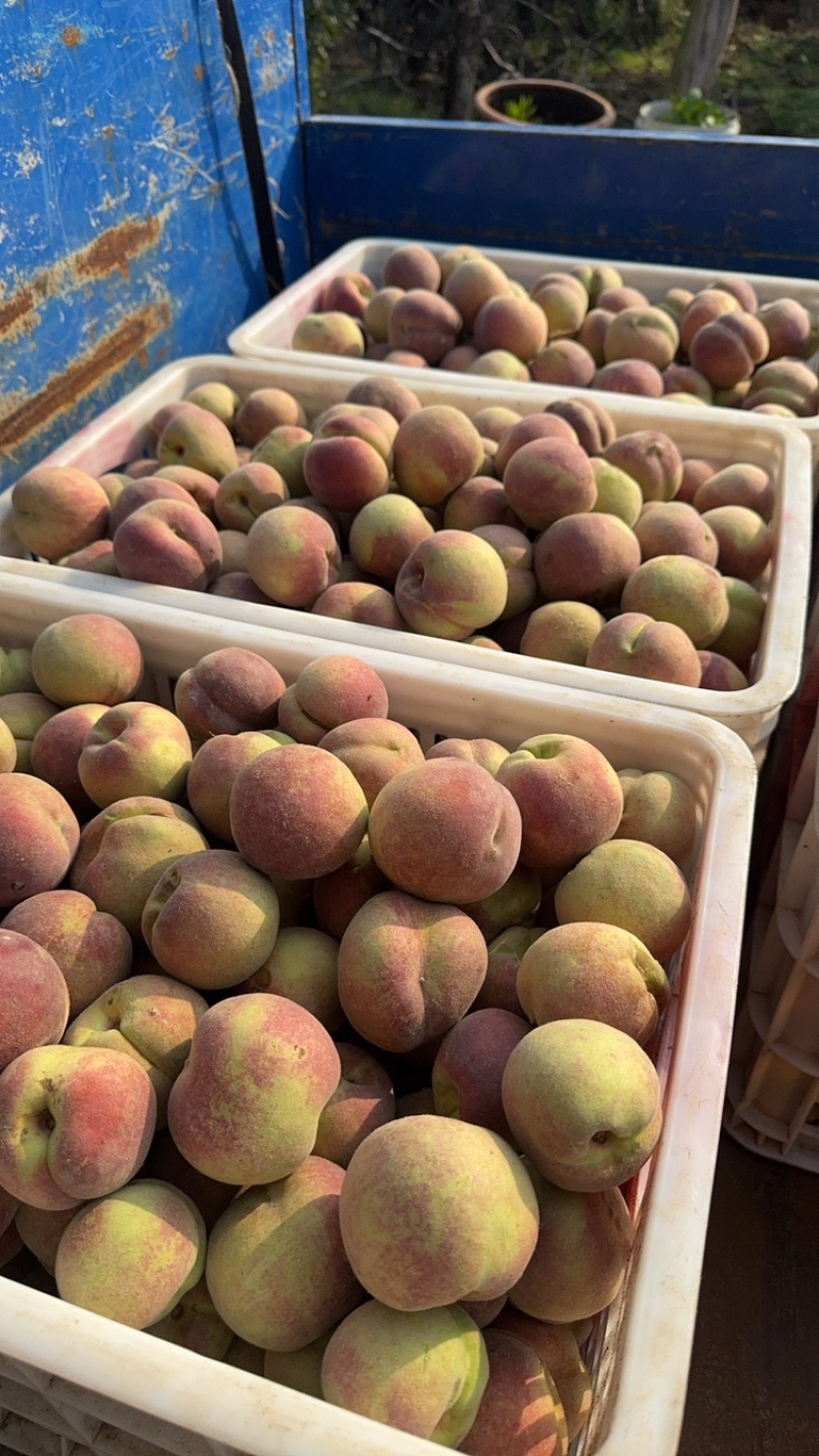 芽变蜜桃🍑上市中