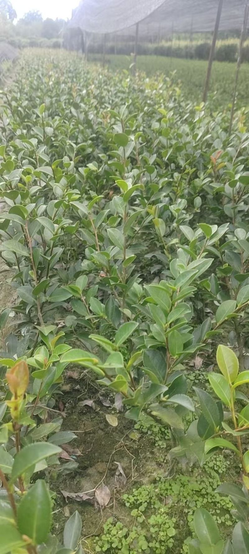 茶梅苗，剪过基本分叉，基地常年批发，各种规格