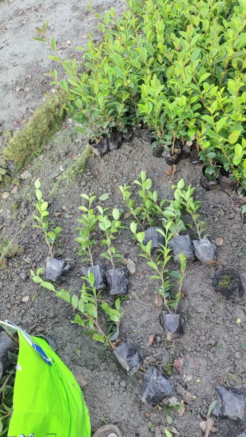 茶梅苗，剪过基本分叉，基地常年批发，各种规格