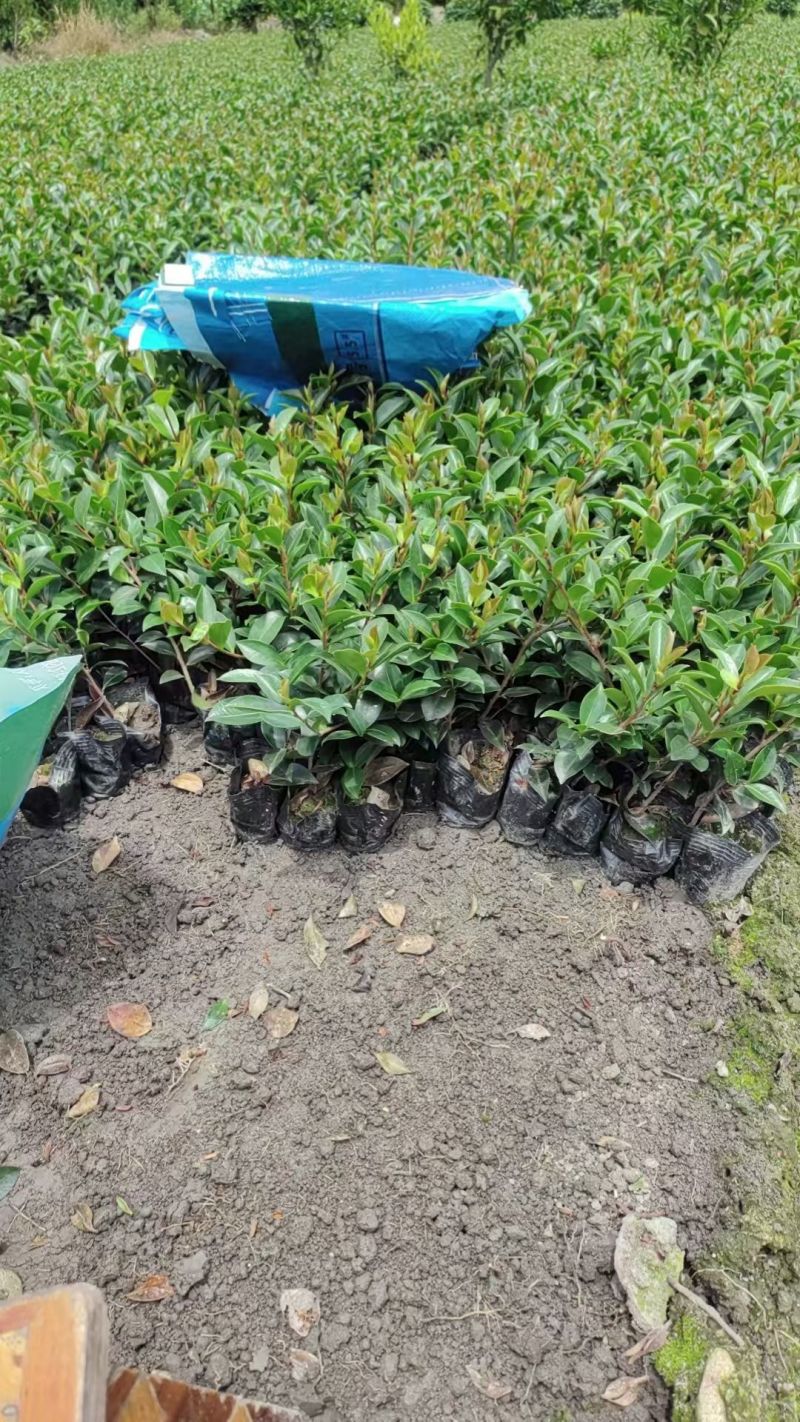 茶梅苗，剪过基本分叉，基地常年批发，各种规格
