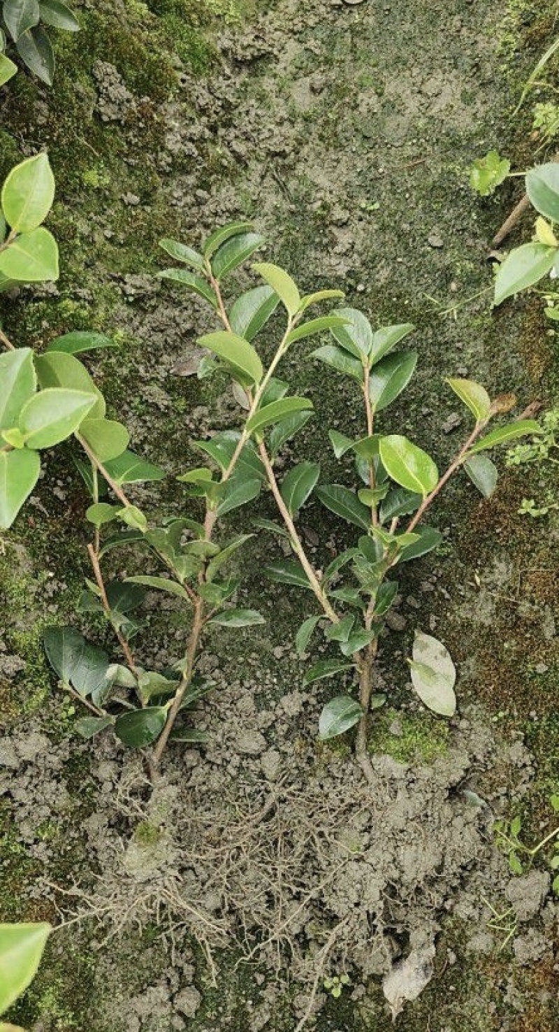 茶梅苗，剪过基本分叉，基地常年批发，各种规格