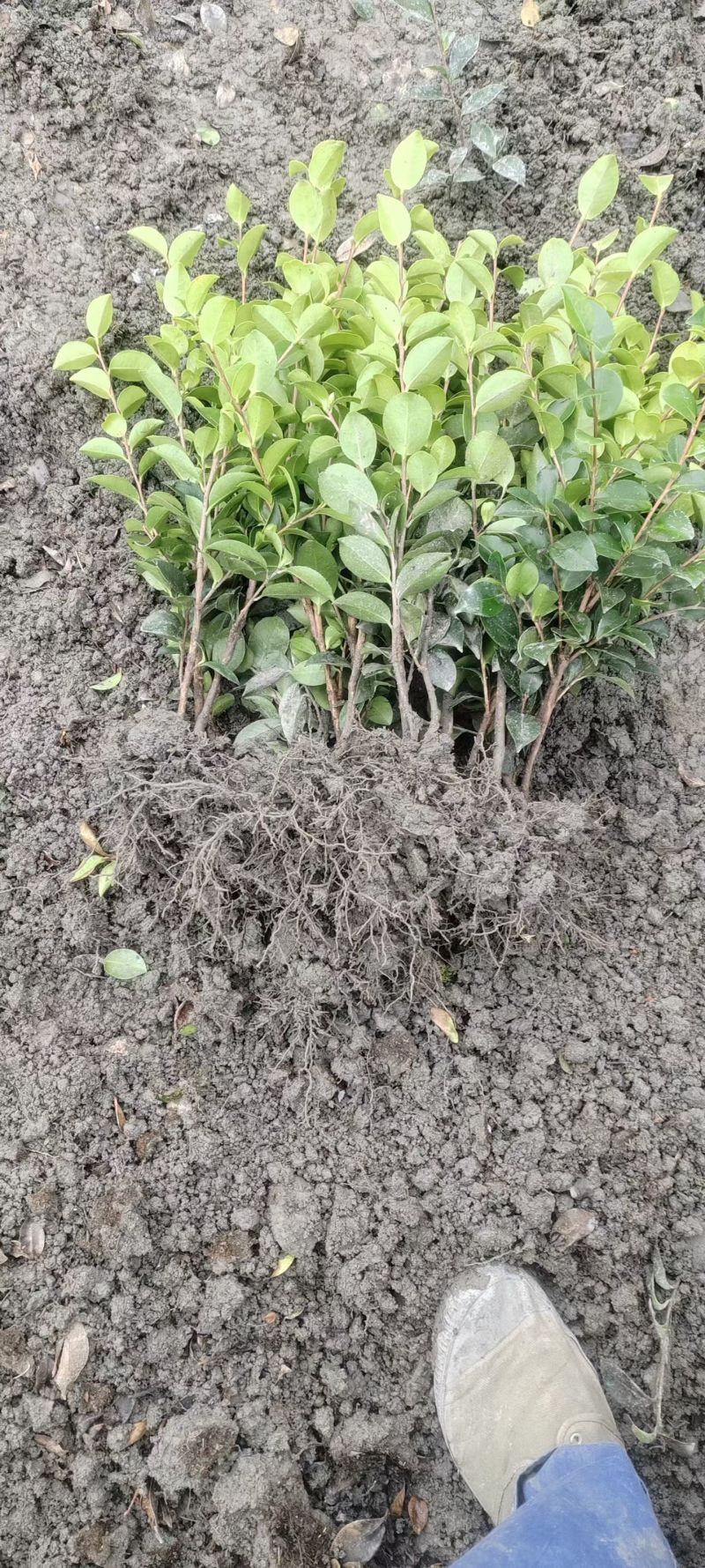 茶梅苗，剪过基本分叉，基地常年批发，各种规格