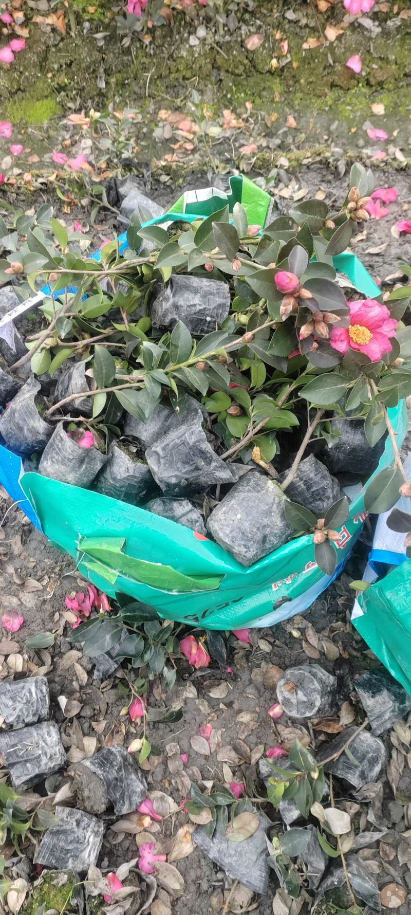茶梅苗，剪过基本分叉，基地常年批发，各种规格