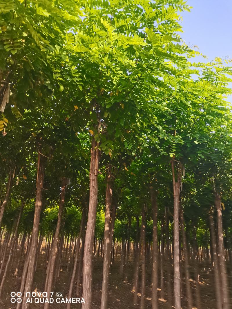 大量出售嫁接香花槐1-2头