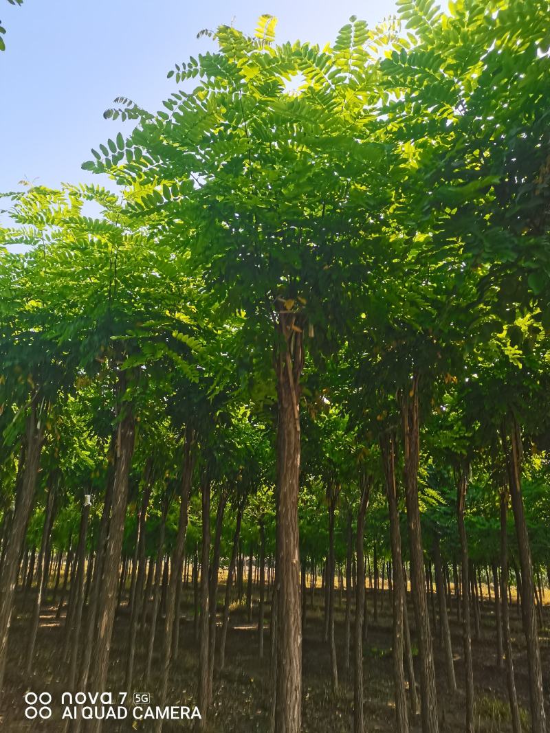大量出售嫁接香花槐1-2头