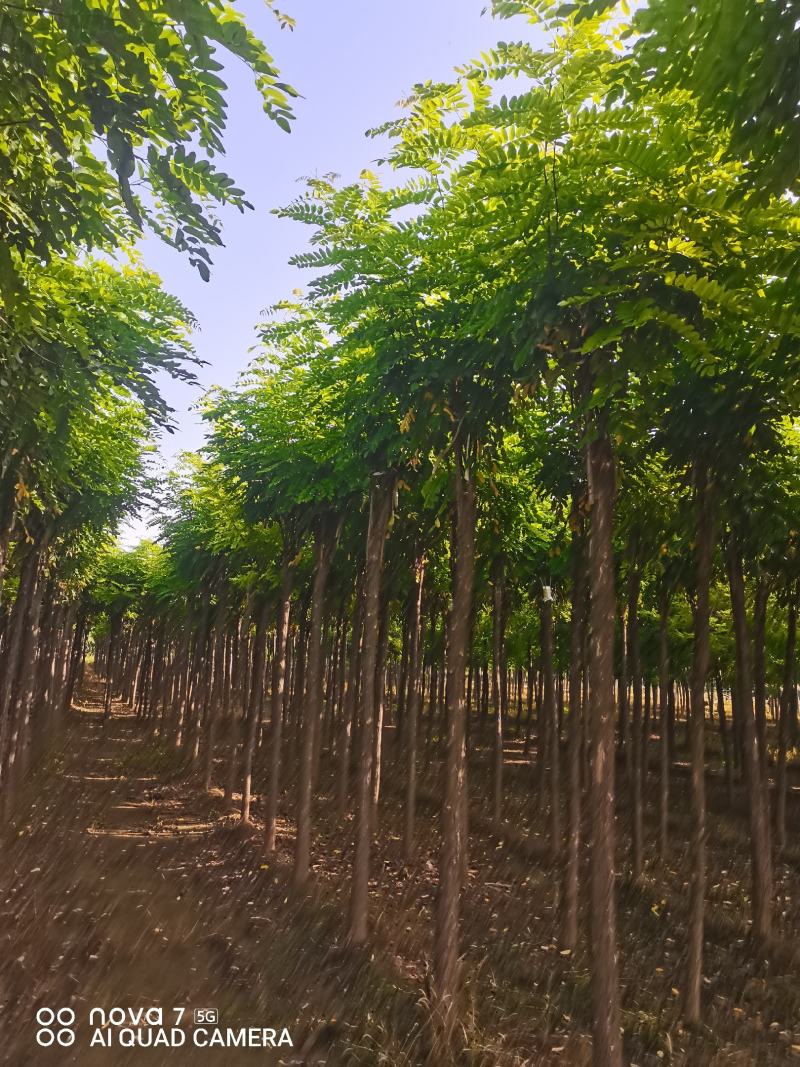 大量出售嫁接香花槐1-2头