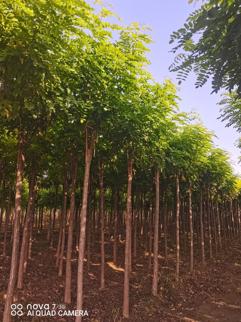 大量出售嫁接香花槐1-2头