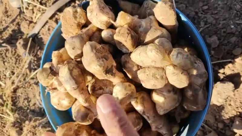 优质洋姜，沙土地，品相好，价格低，质量高，长期合作