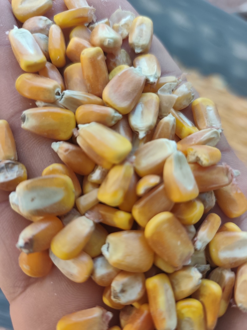 黑龙江，东北太阳升:大颗粒，玉米
