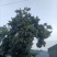 重庆市巫山老树板栗