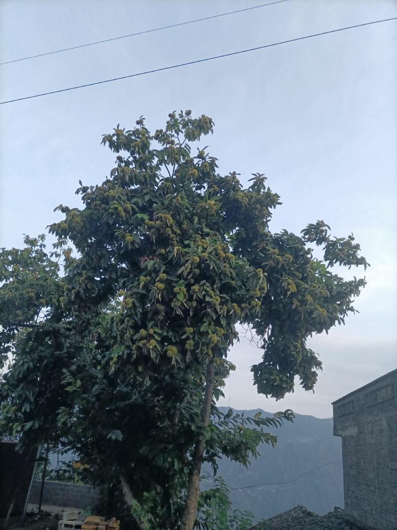重庆市巫山老树板栗