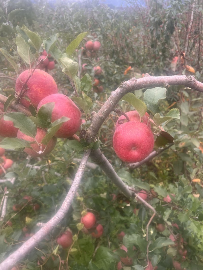 糖心苹果