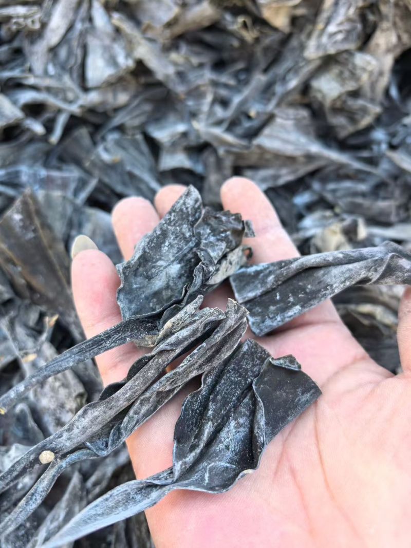 霞浦东海精品优质海带，海带头海带卷海带丝