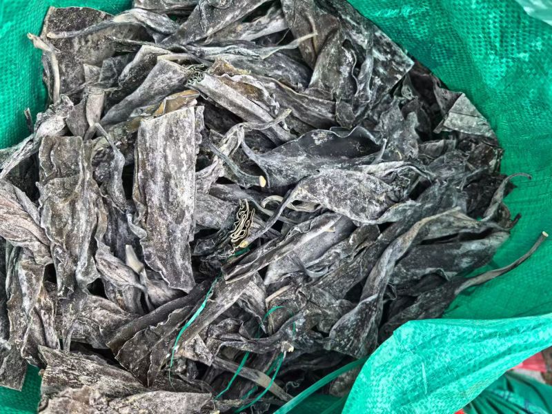 霞浦东海精品优质海带，海带头海带卷海带丝