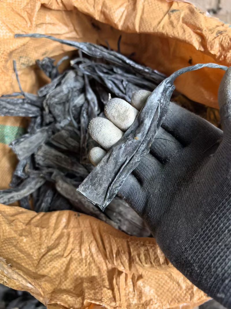 霞浦东海精品优质海带，海带头海带卷海带丝