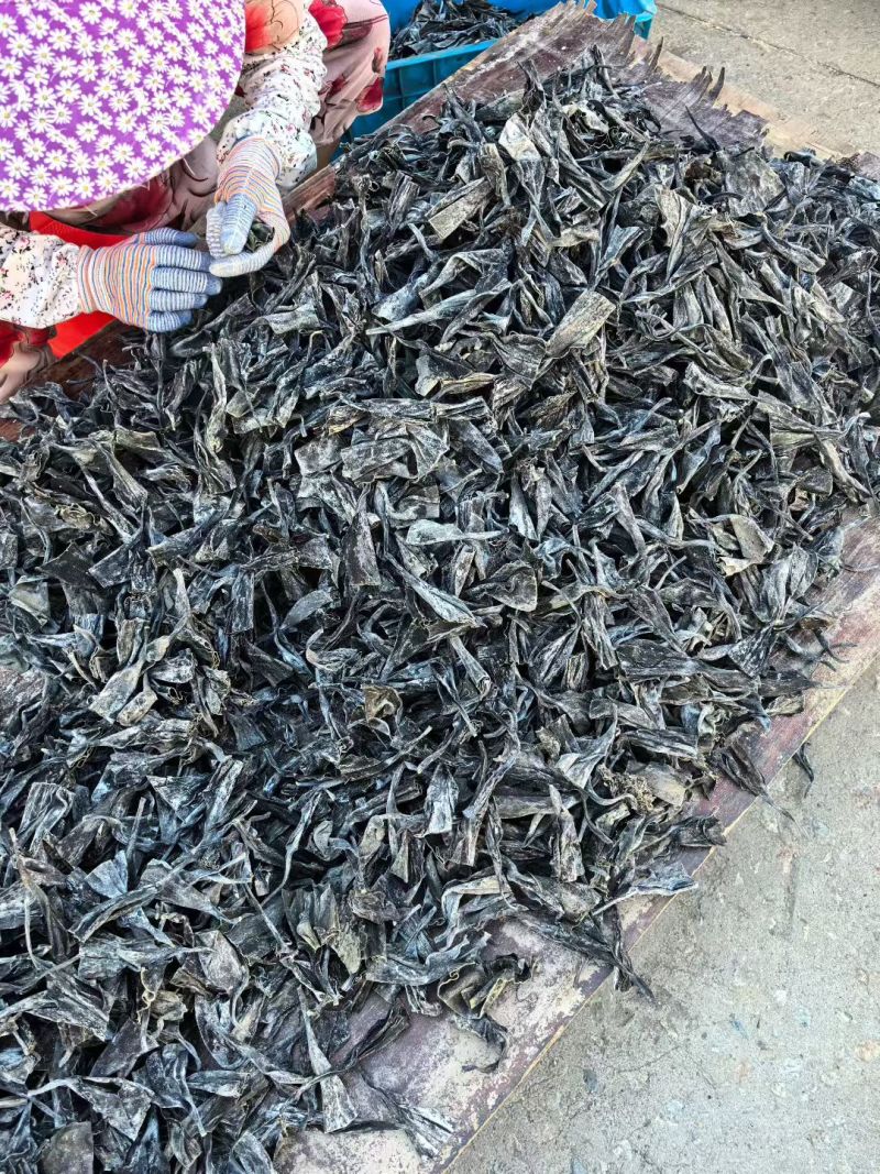 霞浦东海精品优质海带，海带头海带卷海带丝