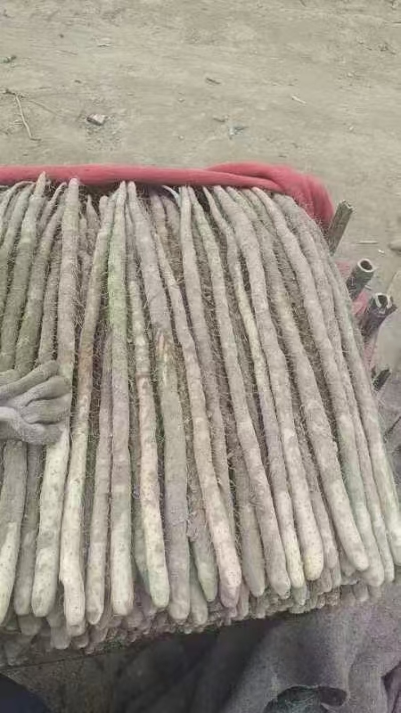 河南安阳紫玉淮山药大量接单产地直发量大从优欢迎来电