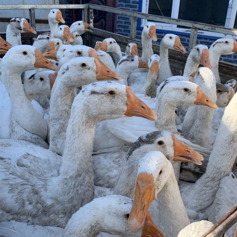 东北农家散养大鹅