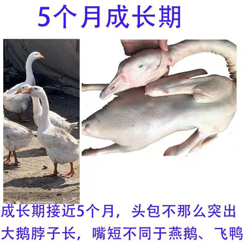 东北农家散养大鹅