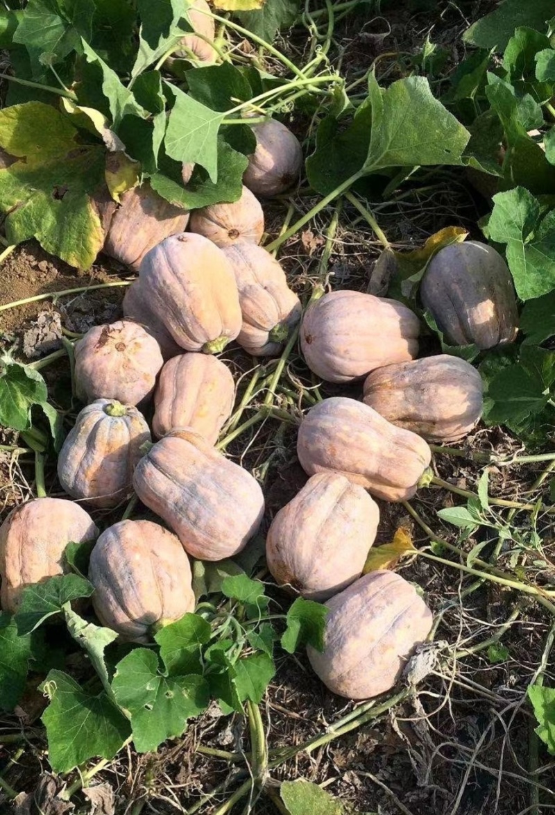 小金瓜，花生南瓜，好货直达