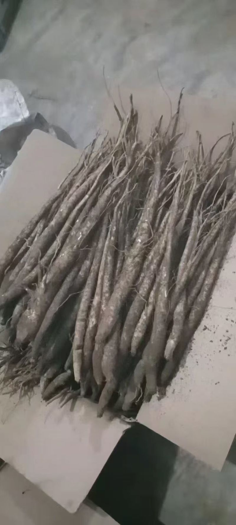 【小邹当归】大凉山甜当归！支持视频看货，可发往全国市场！