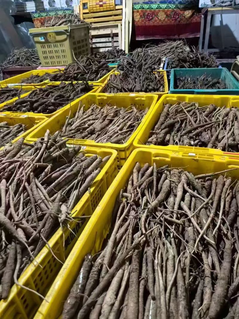 【小邹当归】大凉山甜当归！支持视频看货，可发往全国市场！