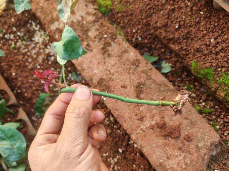 玫瑰艳粉大量上市，产地自发，品质保证，服务周到，诚信经营
