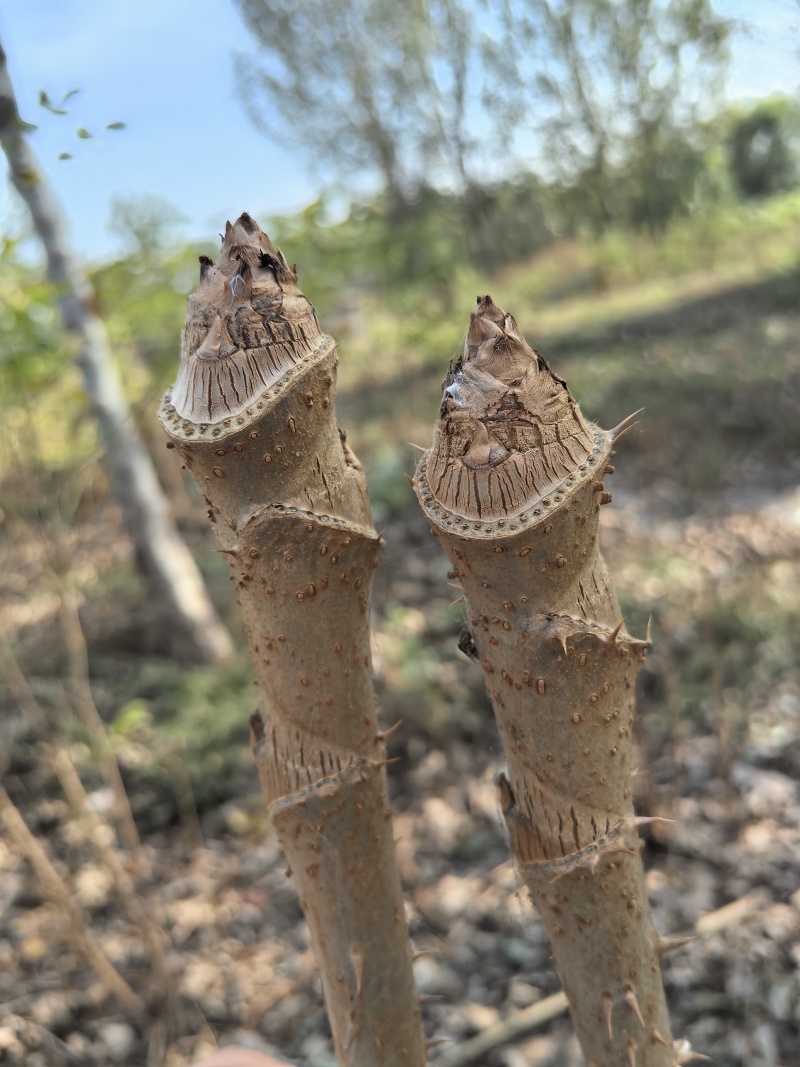 大量刺嫩芽杆出售，可以回家自己水培