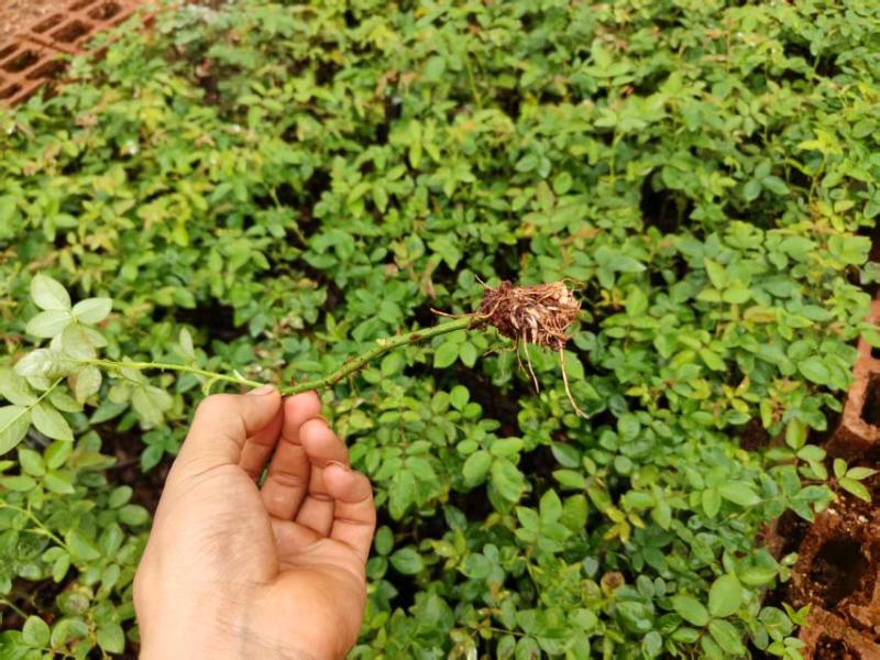 食用玫瑰大量上市，产地直发，品质保证，服务周到诚信经营