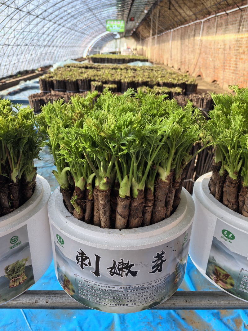 大量刺嫩芽杆出售，可以回家自己水培