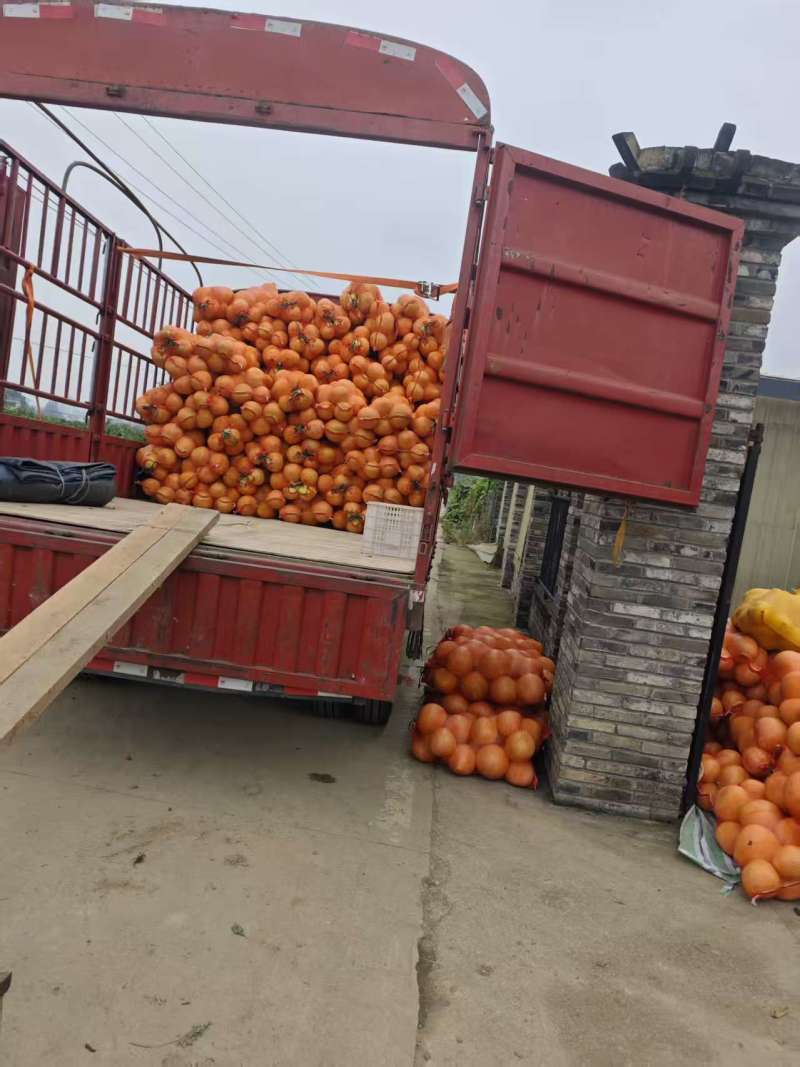 三红柚10万斤果形正果面干净味道好柚子，