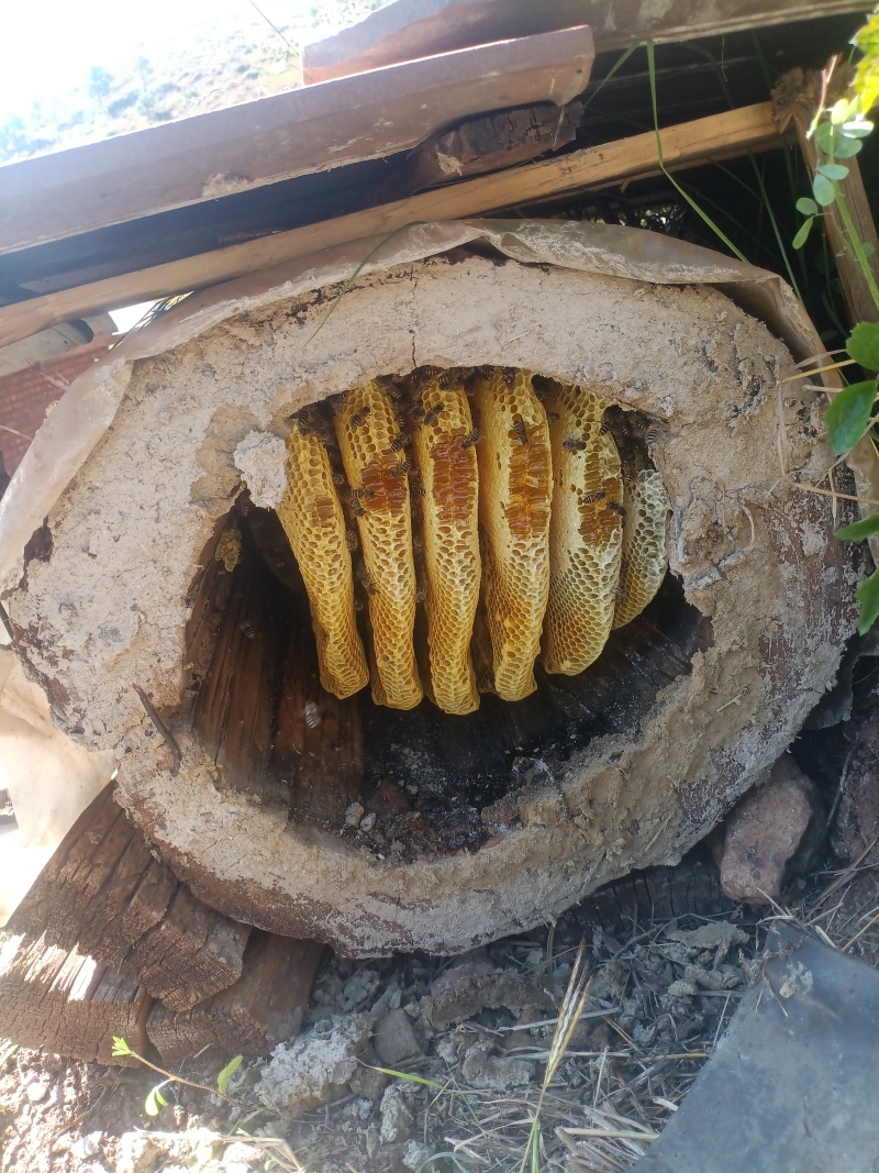 土蜂蜜