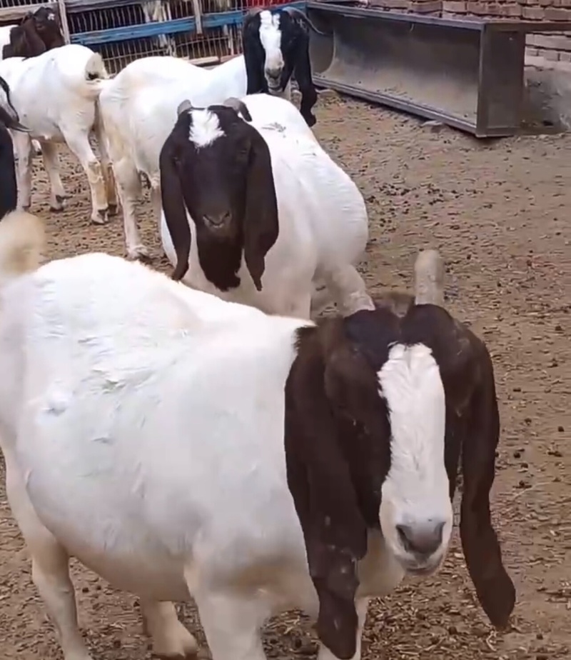 纯种波尔山羊怀孕母羊多胎多羔疫苗驱虫齐全