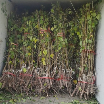 吊干杏苗产地新疆伊犁可视频看货自产自销树上干杏苗