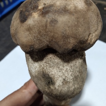 新疆沙漠见手青，空运直达！这口脆嫩爽滑，谁吃谁知道！