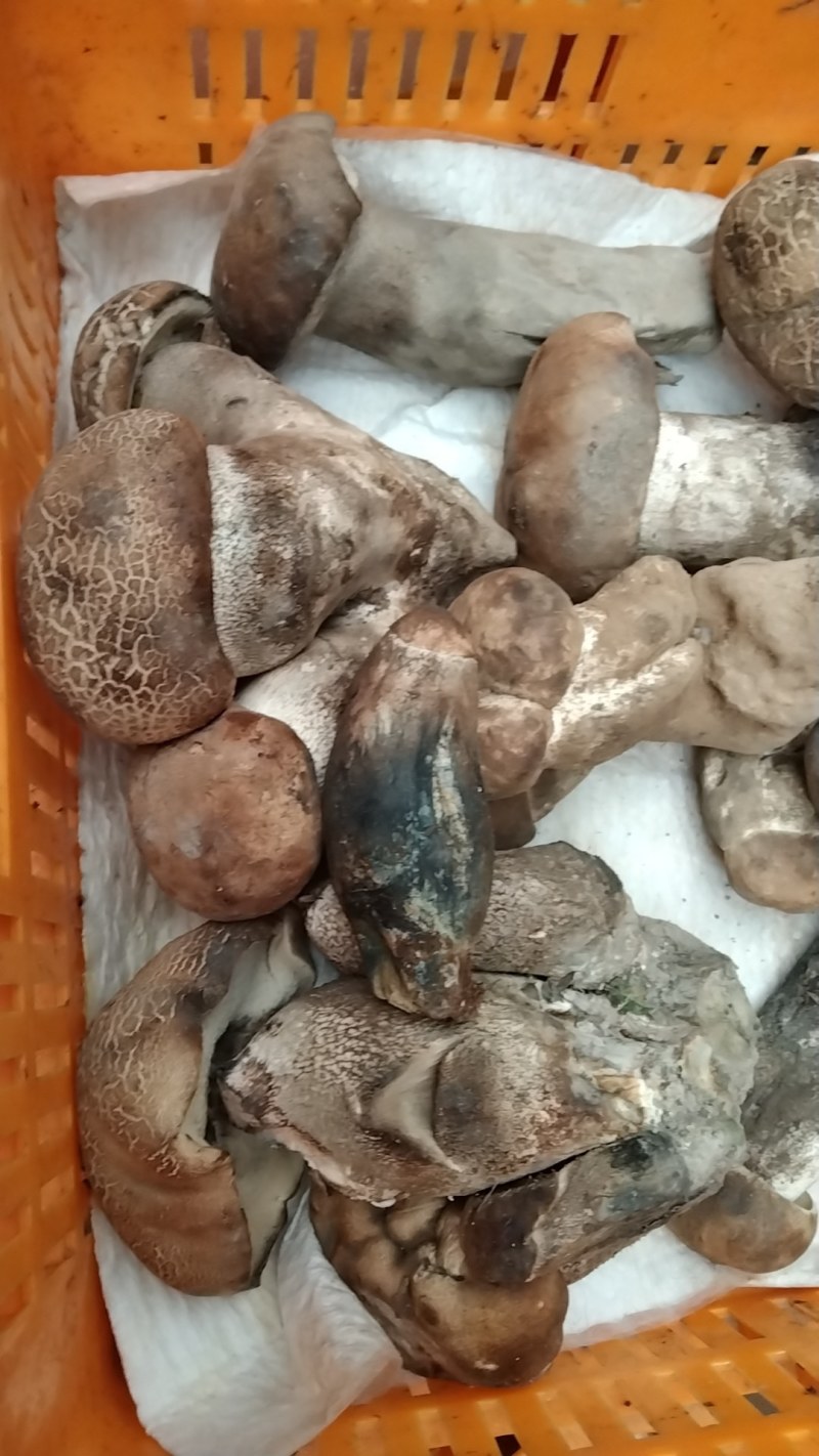 新疆沙漠见手青，空运直达！这口脆嫩爽滑，谁吃谁知道！