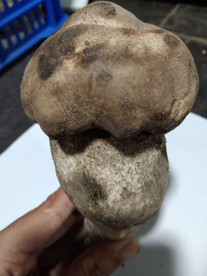新疆沙漠见手青，空运直达！这口脆嫩爽滑，谁吃谁知道！