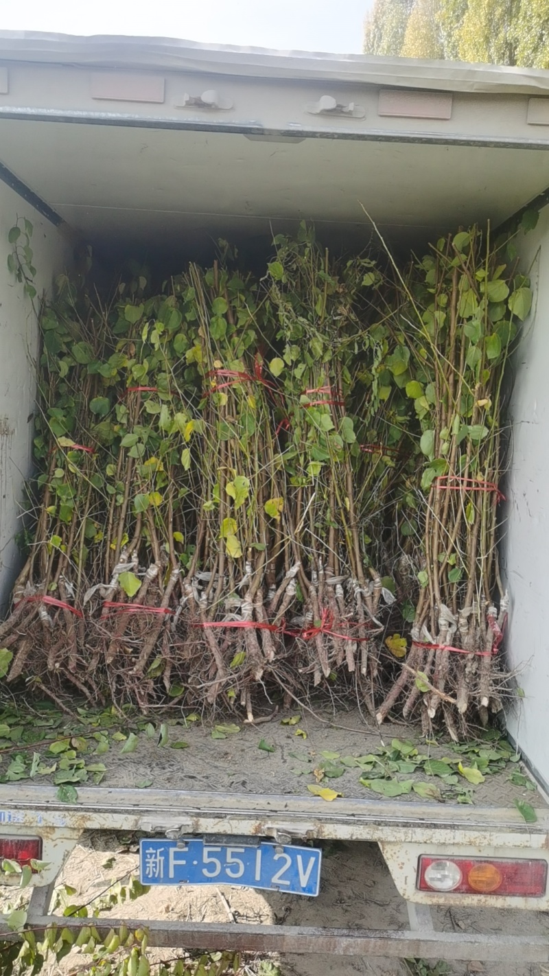 吊干杏苗产地新疆伊犁可视频看货自产自销树上干杏苗