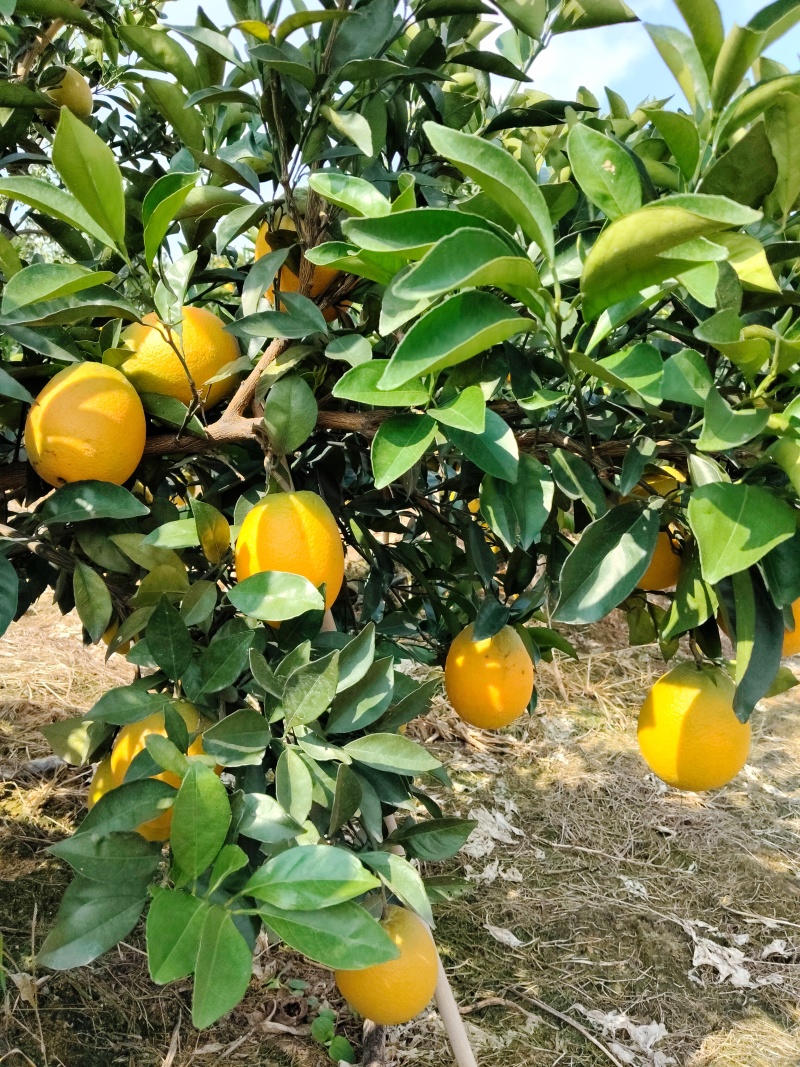 纽荷尔脐橙