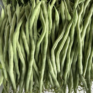 四川精品无茎豆量大价格优美价格优美
