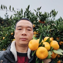武当蜜桔